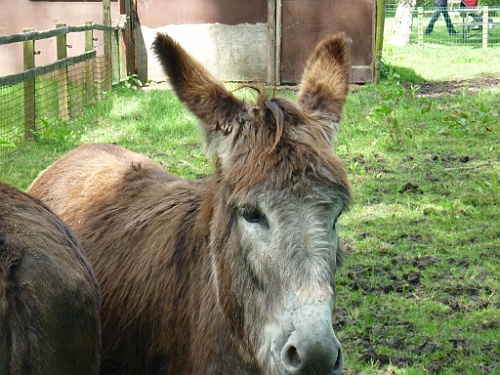 donk (13)